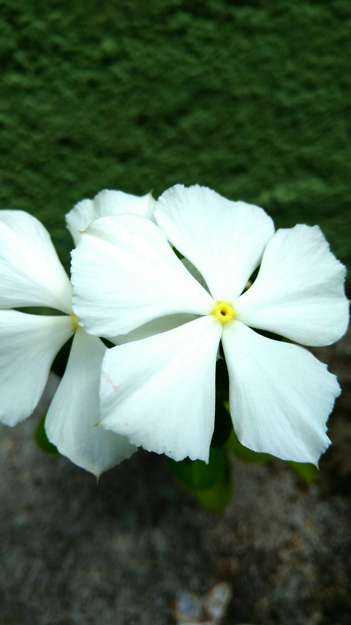 vinca flower flores