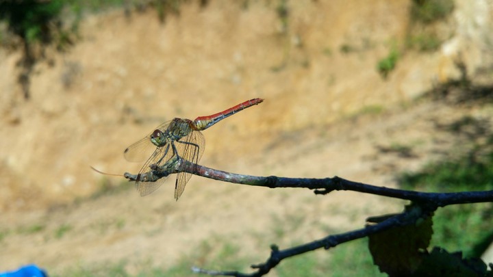 Dragonfly