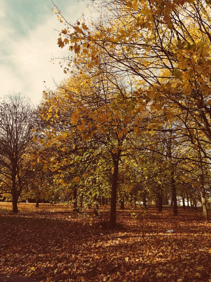 autumn's leaves