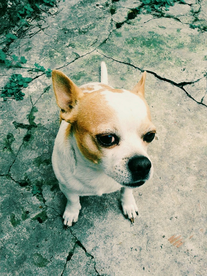 Doggi