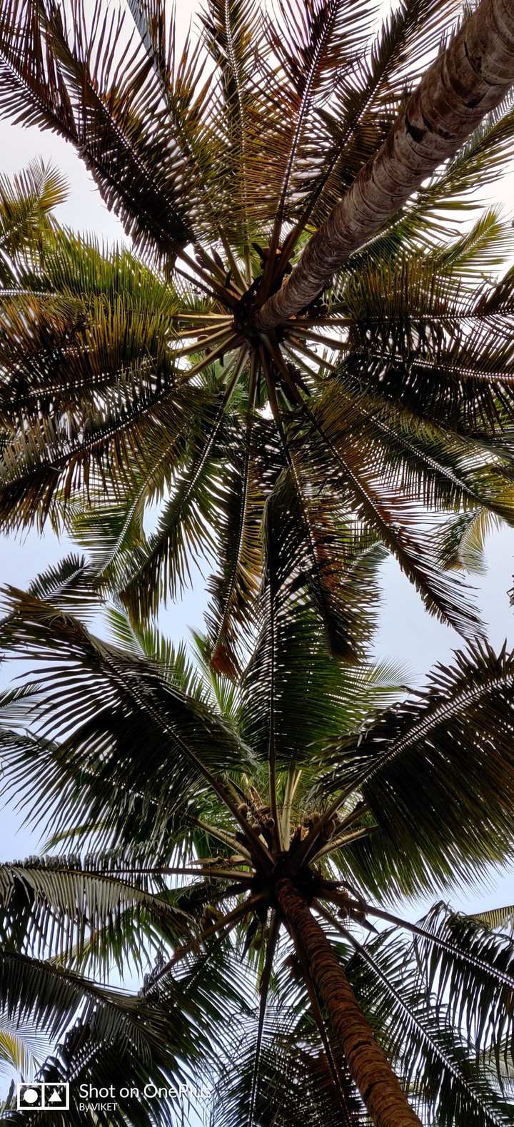 coconut