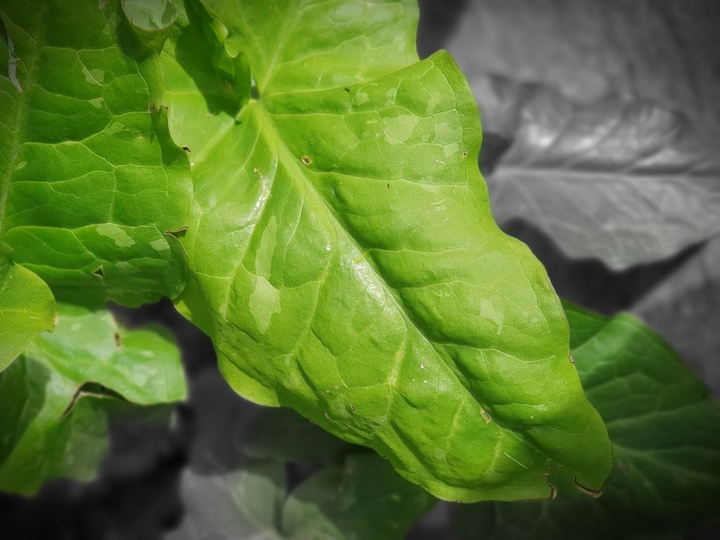 green.