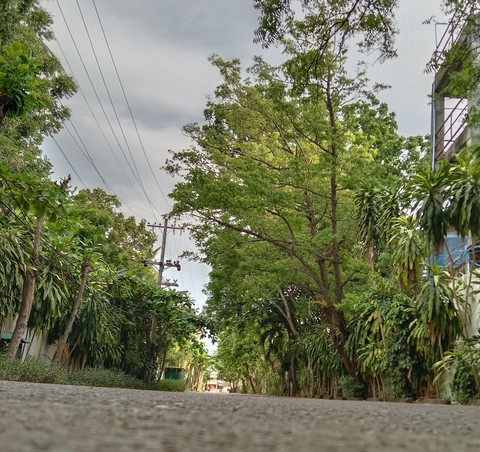 sfondi tree, sky