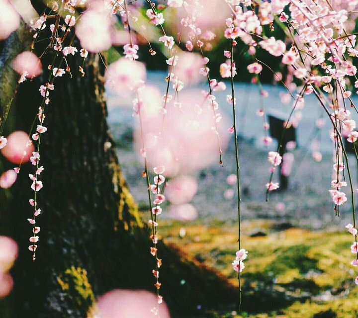 pink flowers.. 