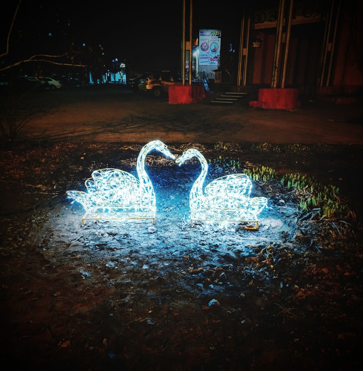 swans