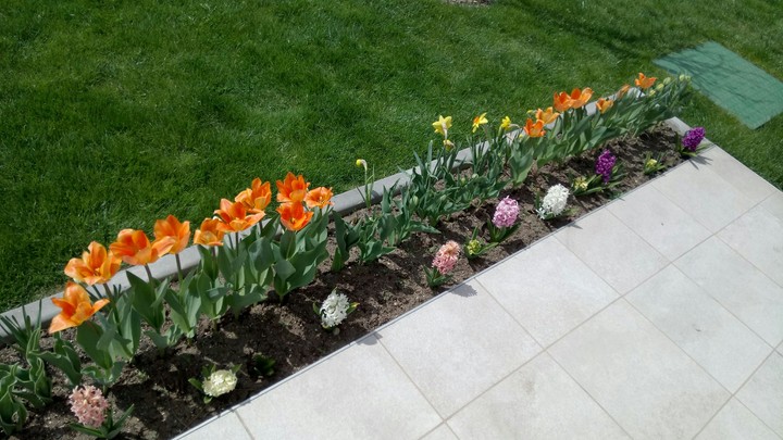 Many Tipes of flowers