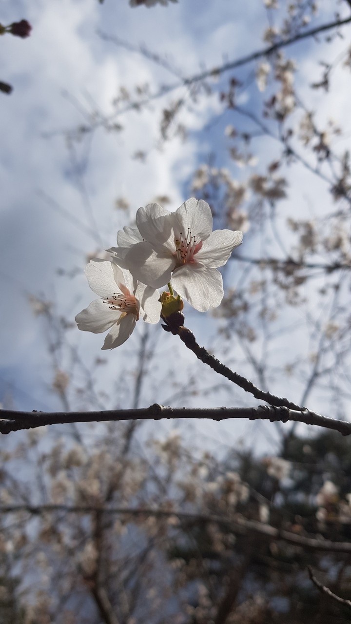 blossom