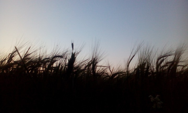 Grain