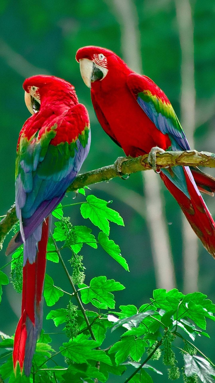 colors love
