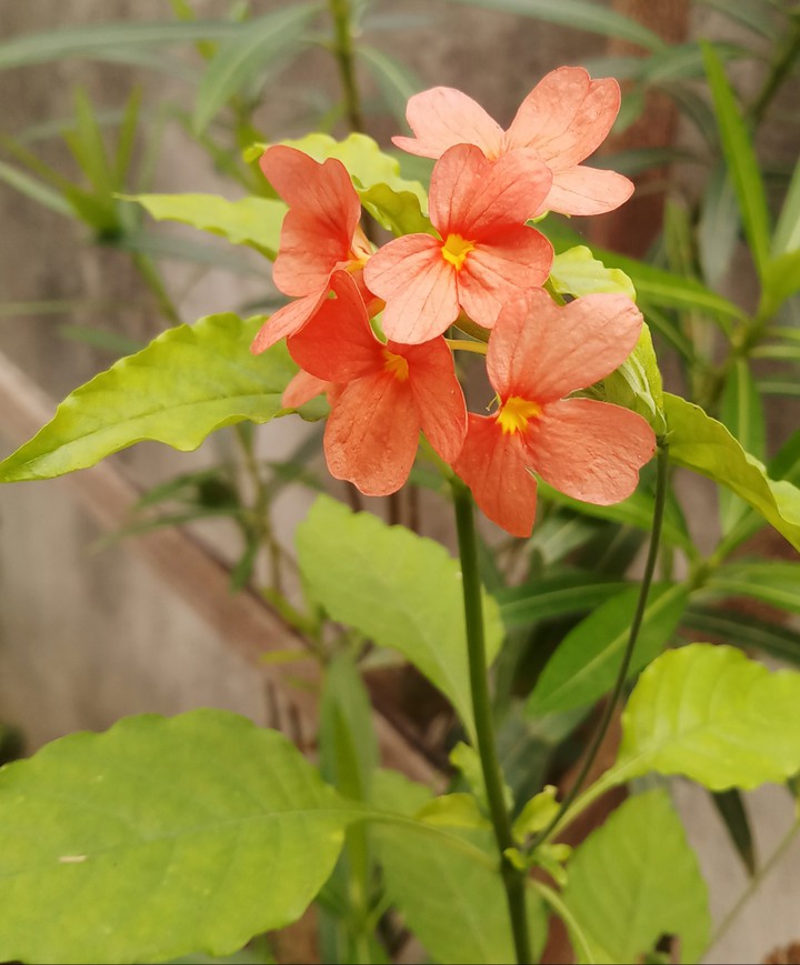 firecrackers