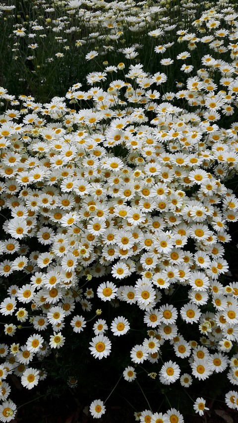 Flowers.