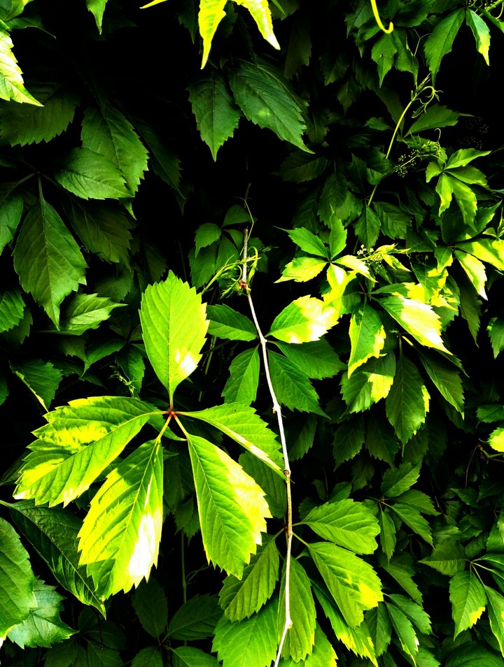 Plant