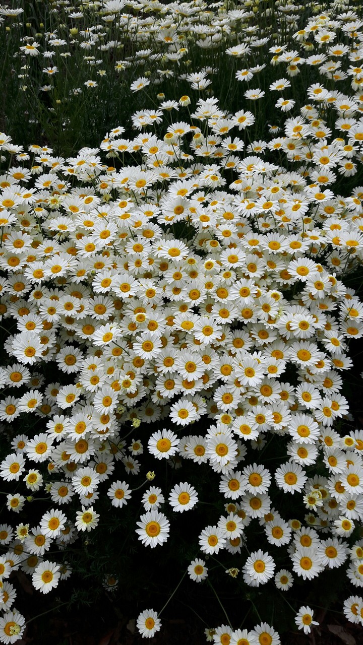 Flowers.