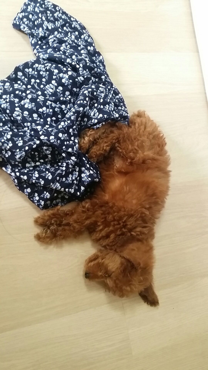 강아지