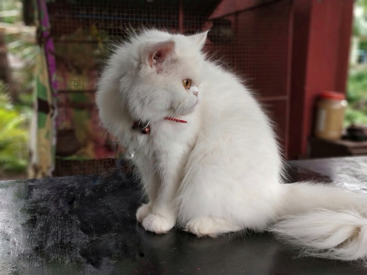 Persian Cat