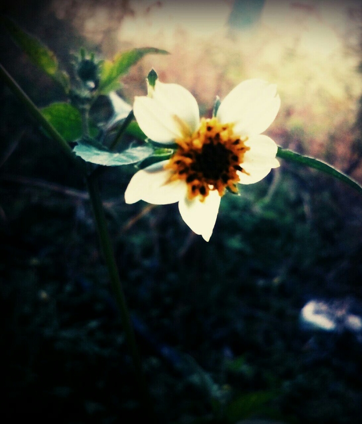 the flower