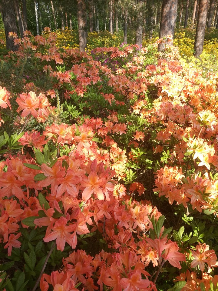 Orange Bloom