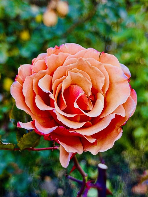 רקעים rose, Orange