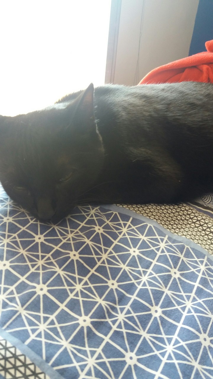 Lola minha petinha!!!