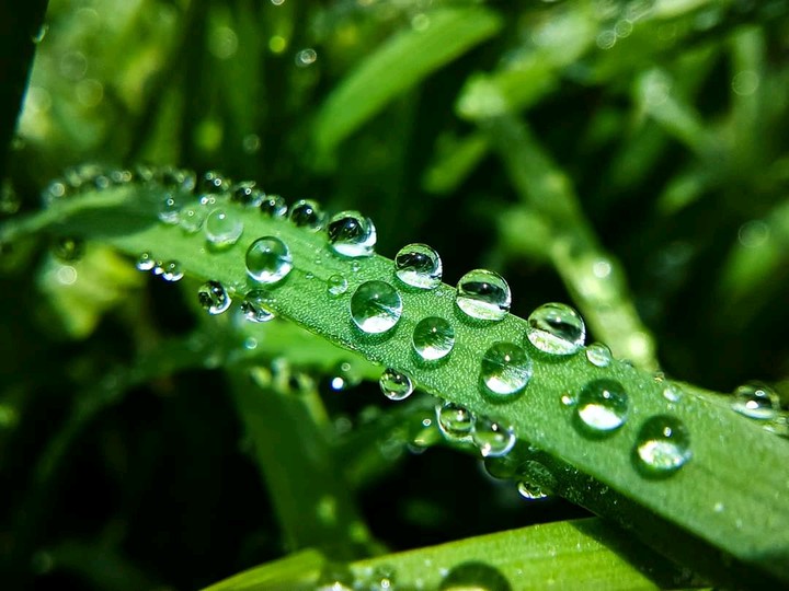 morning dew