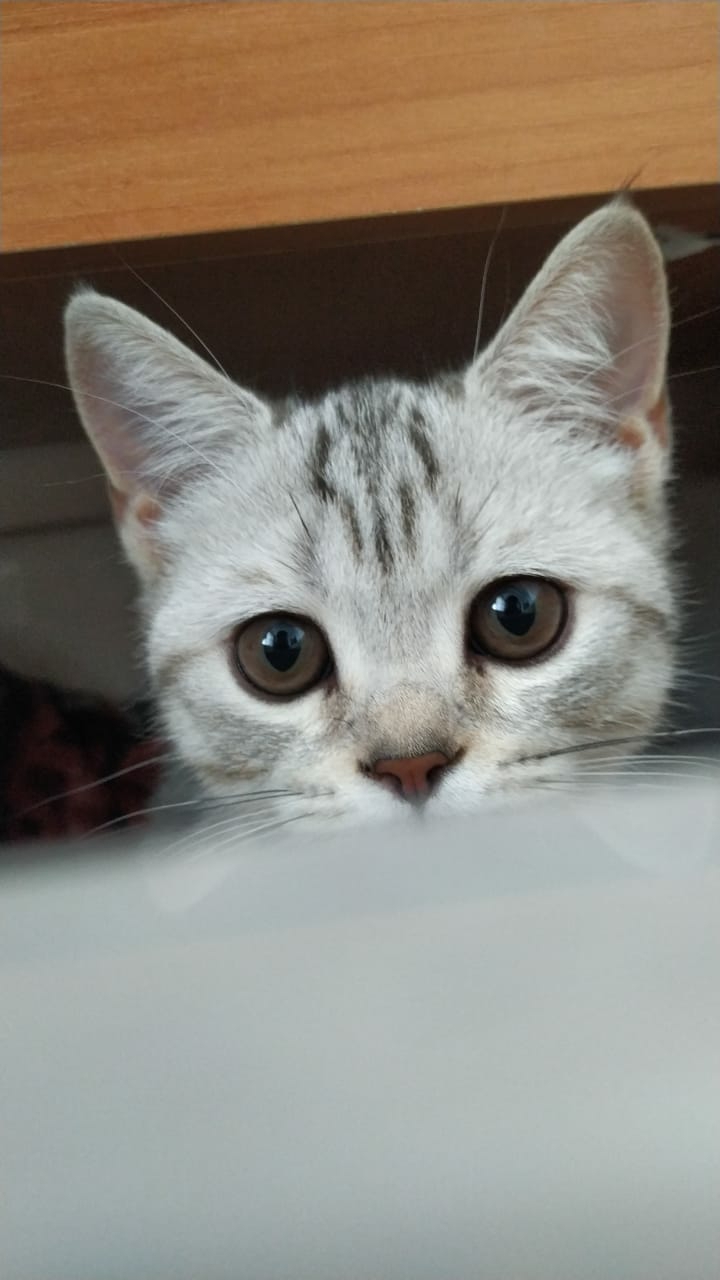 my kitty