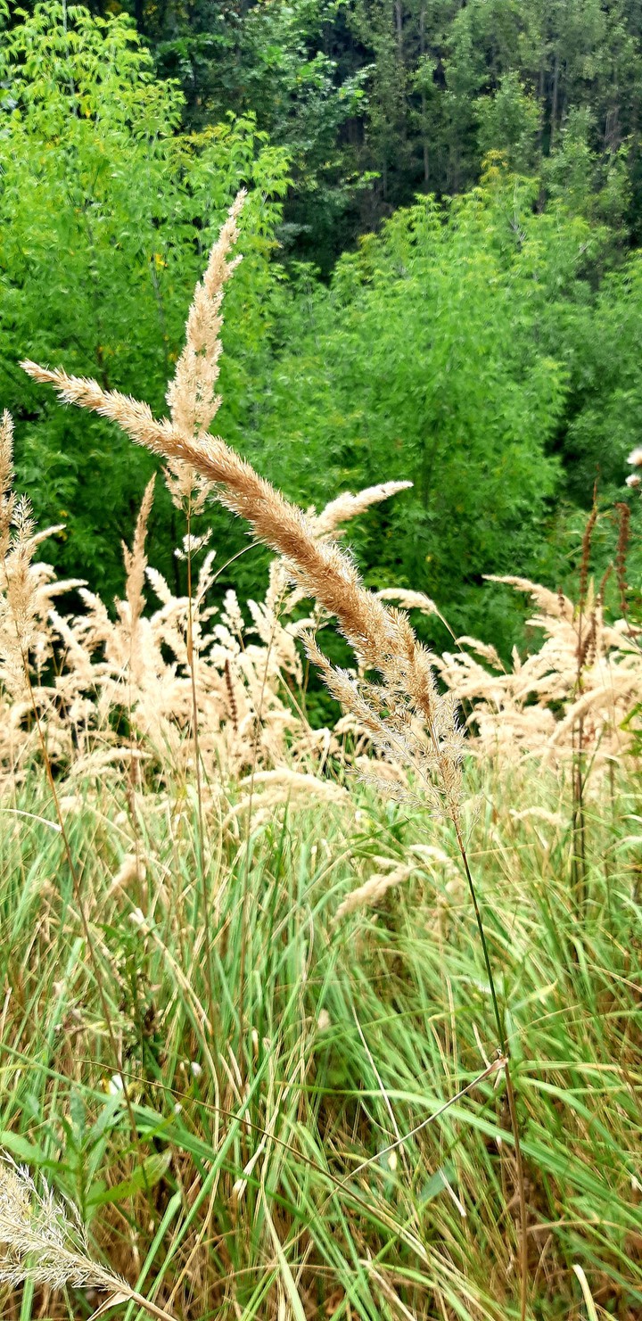 pretend to be wheat