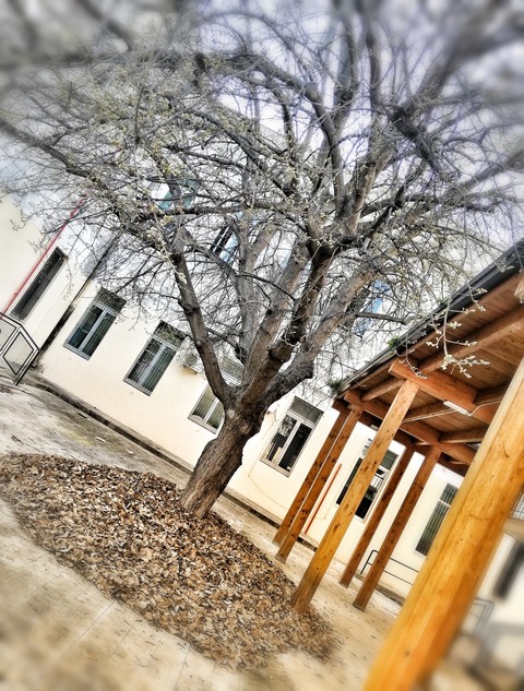 Albero