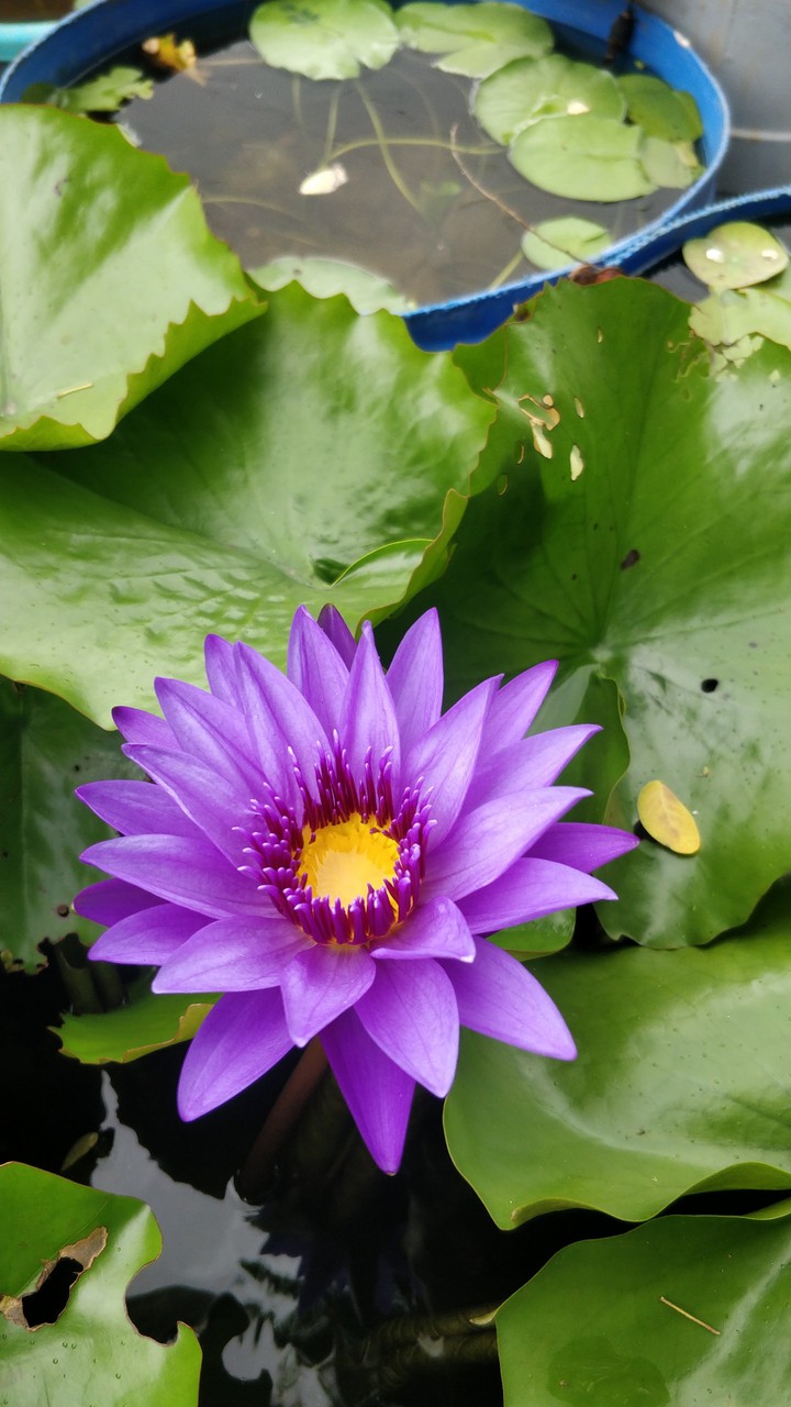 #lotus