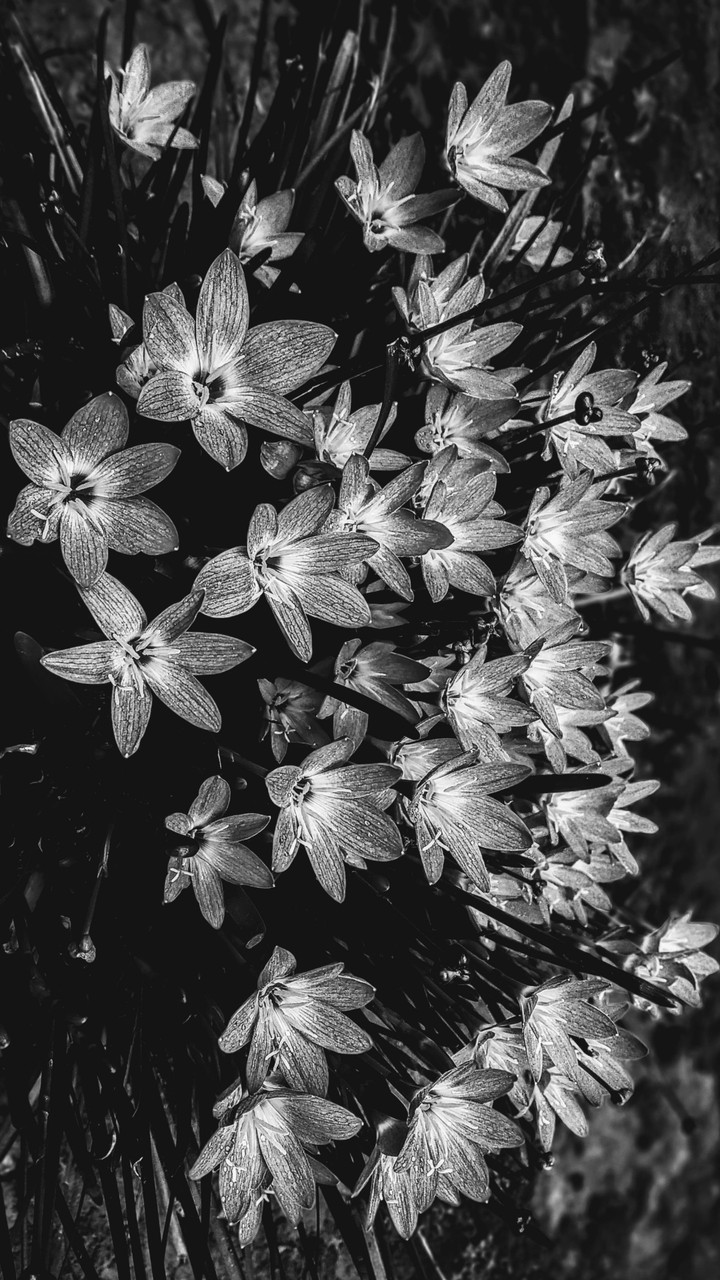 rainy Lily