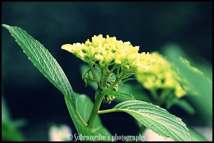 go green