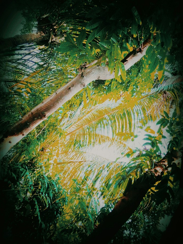 trees