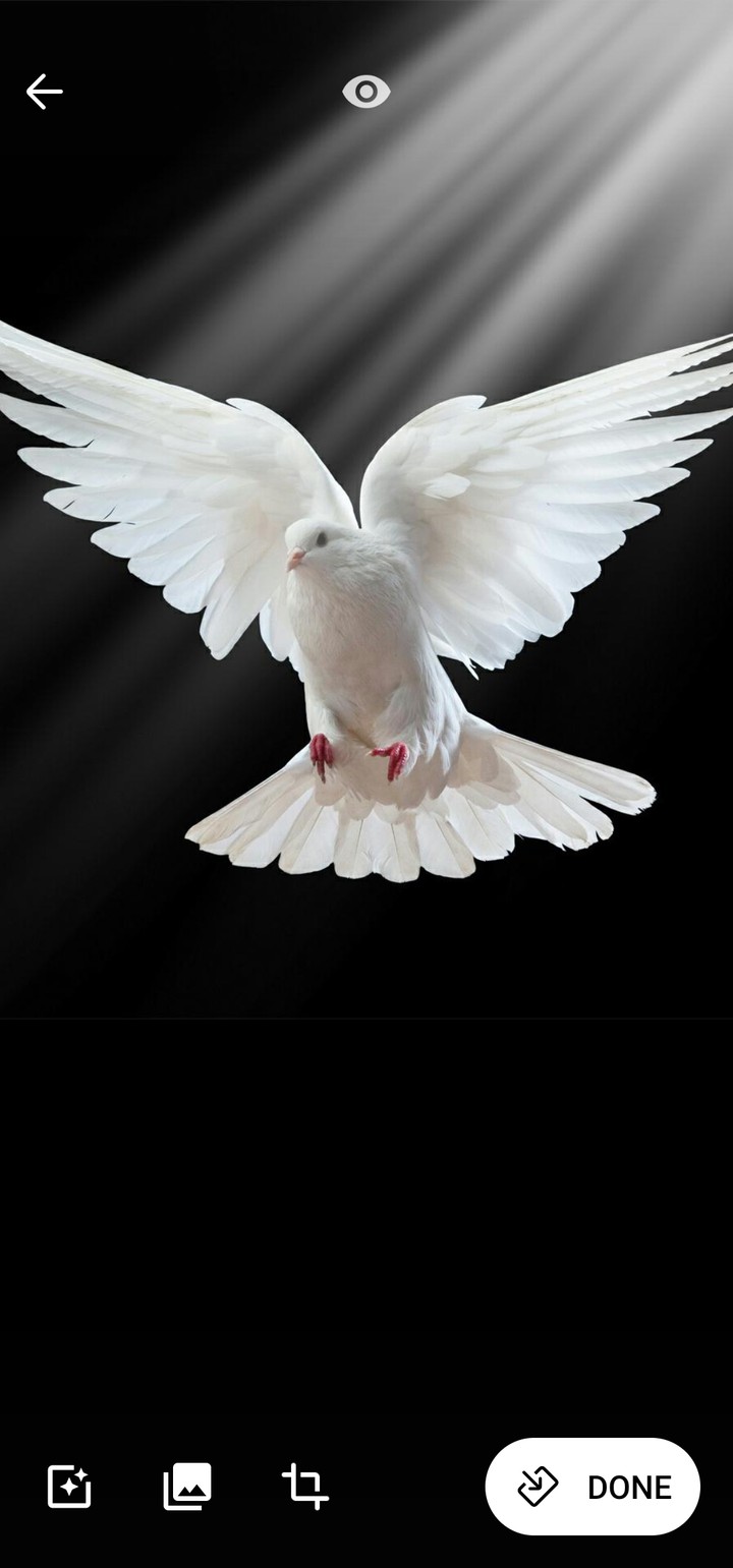 bird