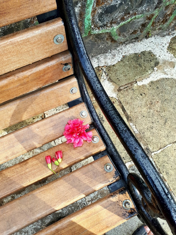 hibiscus flower