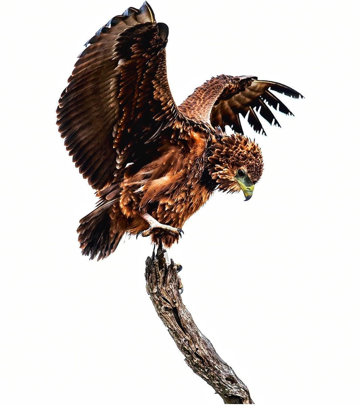Bird of prey