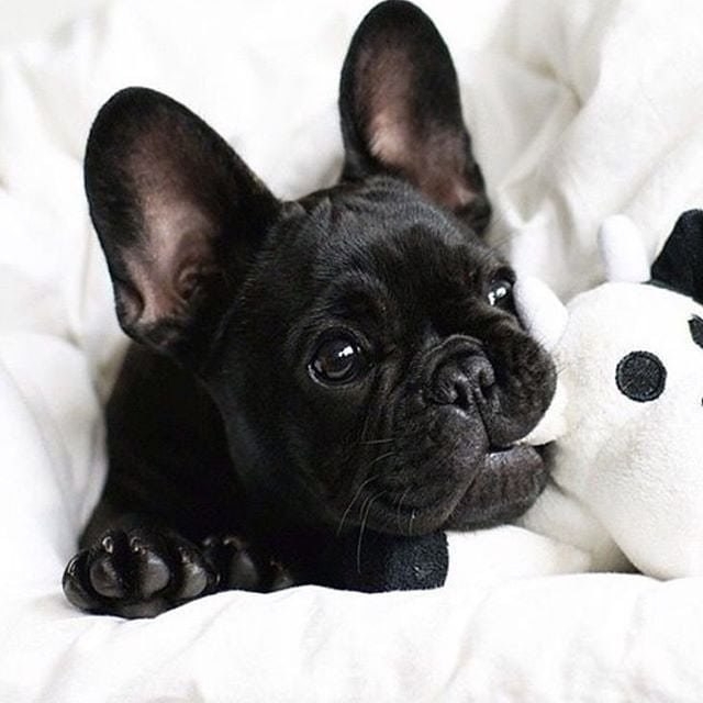 puppy