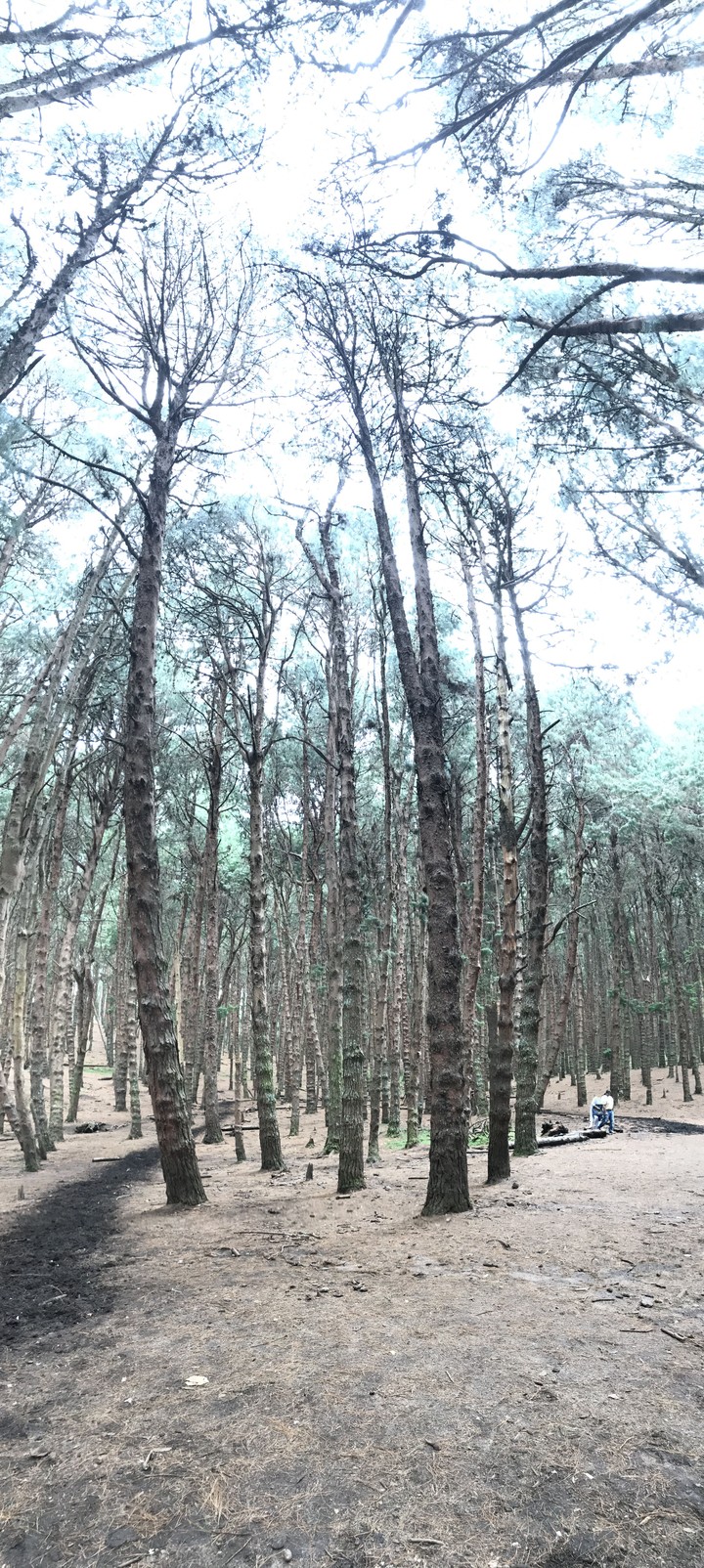 pine Forest Kodaikanal