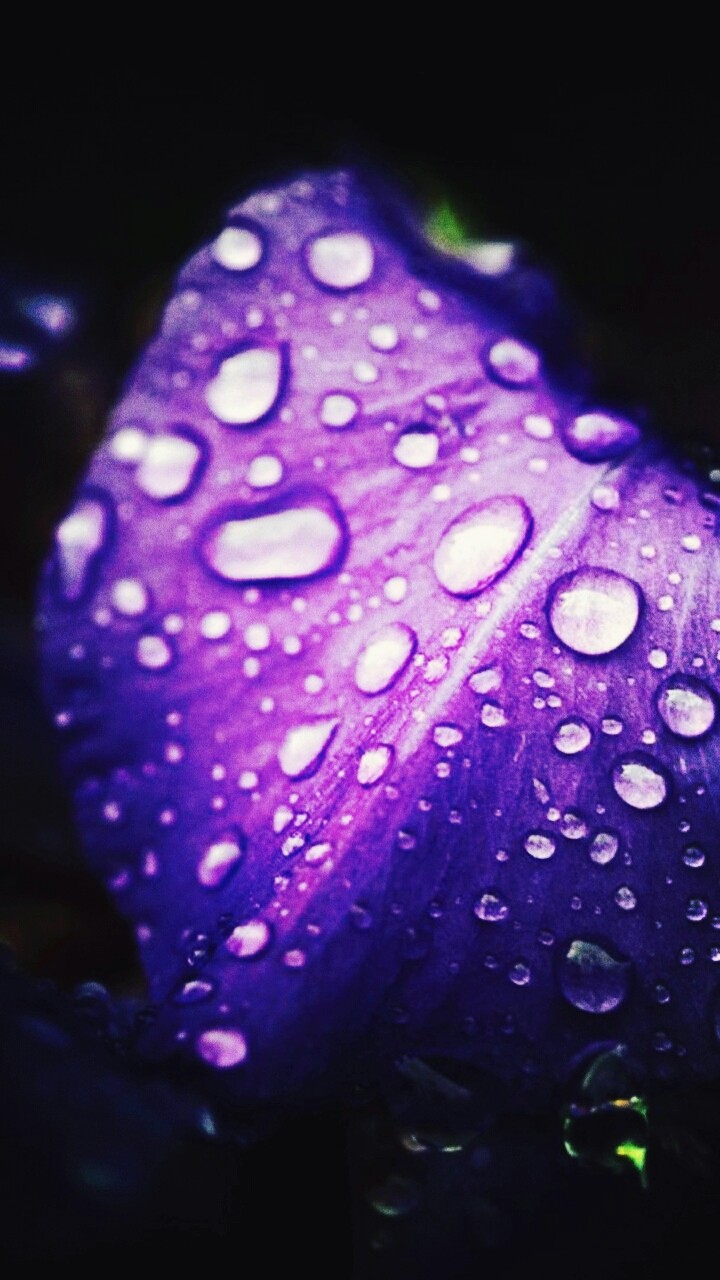 purple