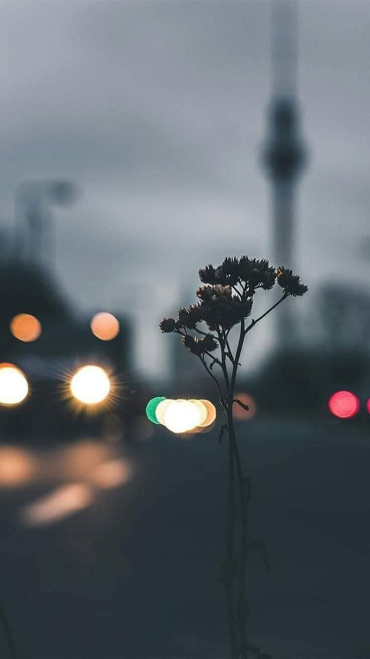 wallpaper