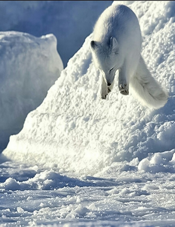 Diving for Dinner