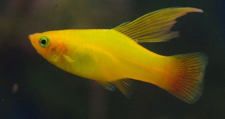Zmienniak Wielobarwny