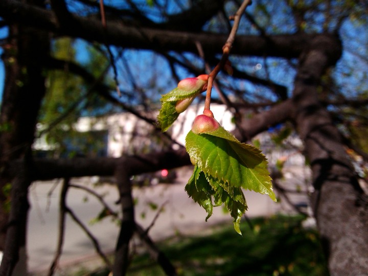 Rising of life