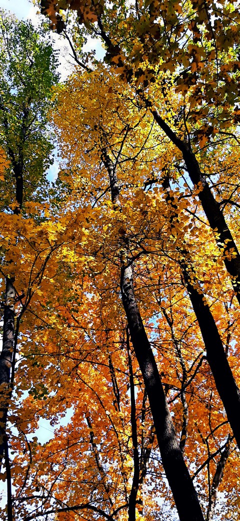 обои branch, autumn