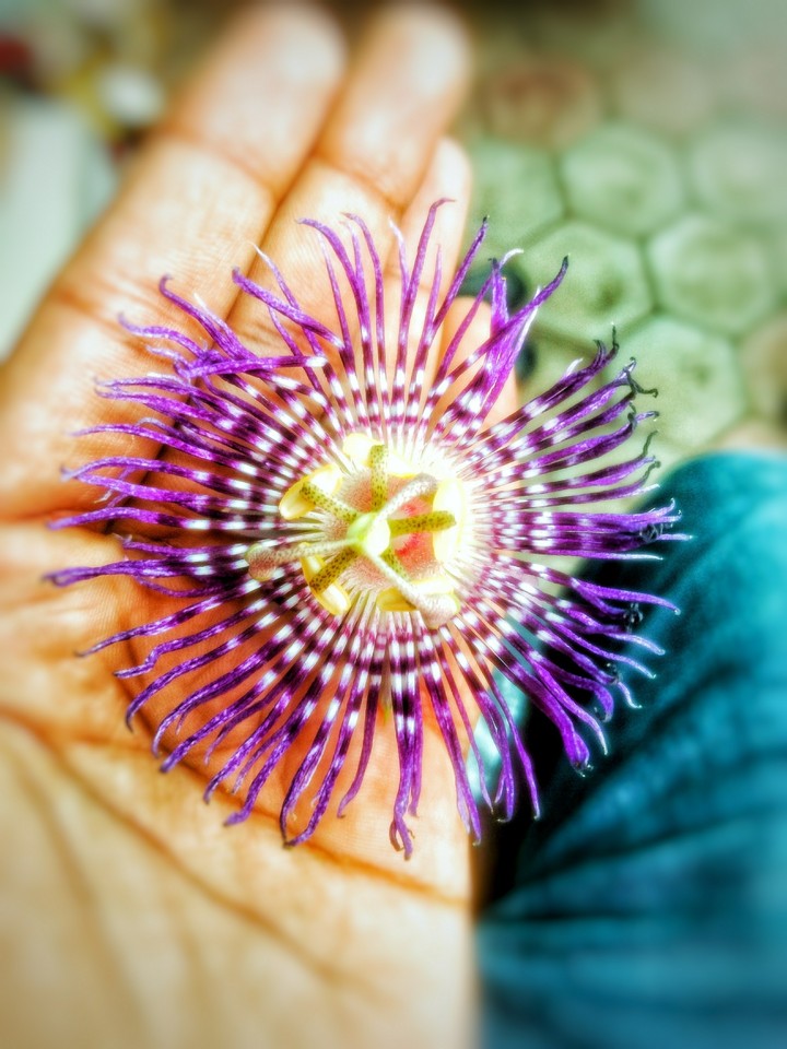 Bramhakamal