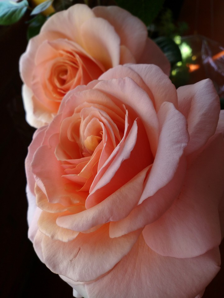 pink roses