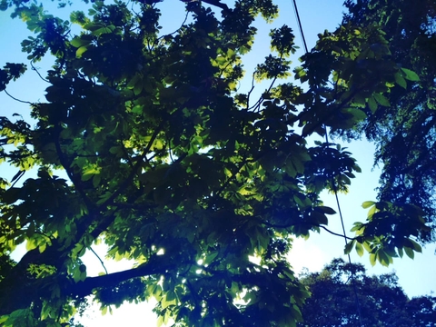 Canopy