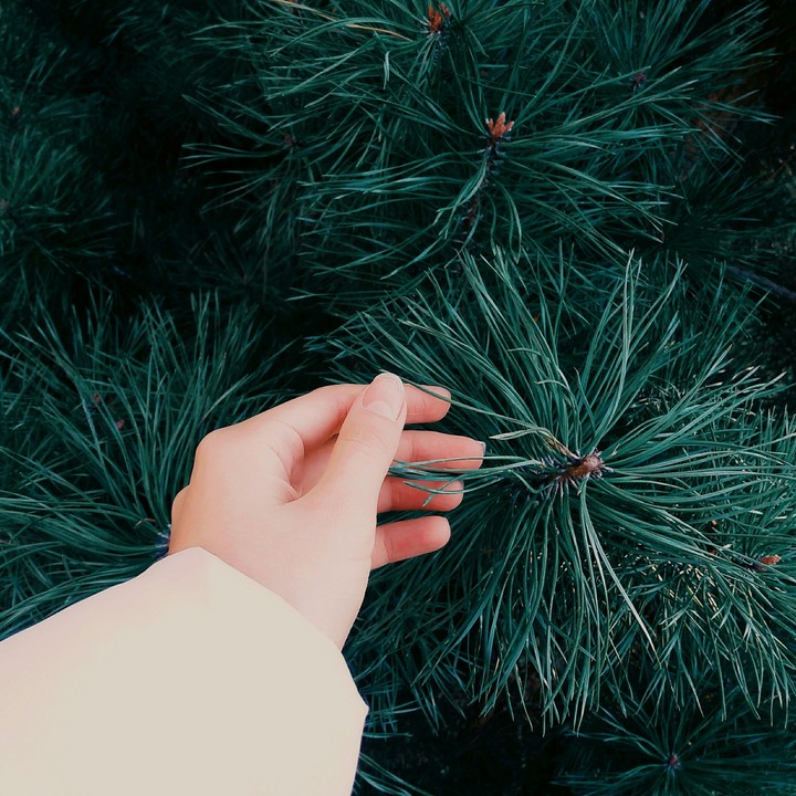 tree