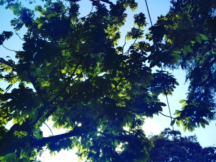 Canopy