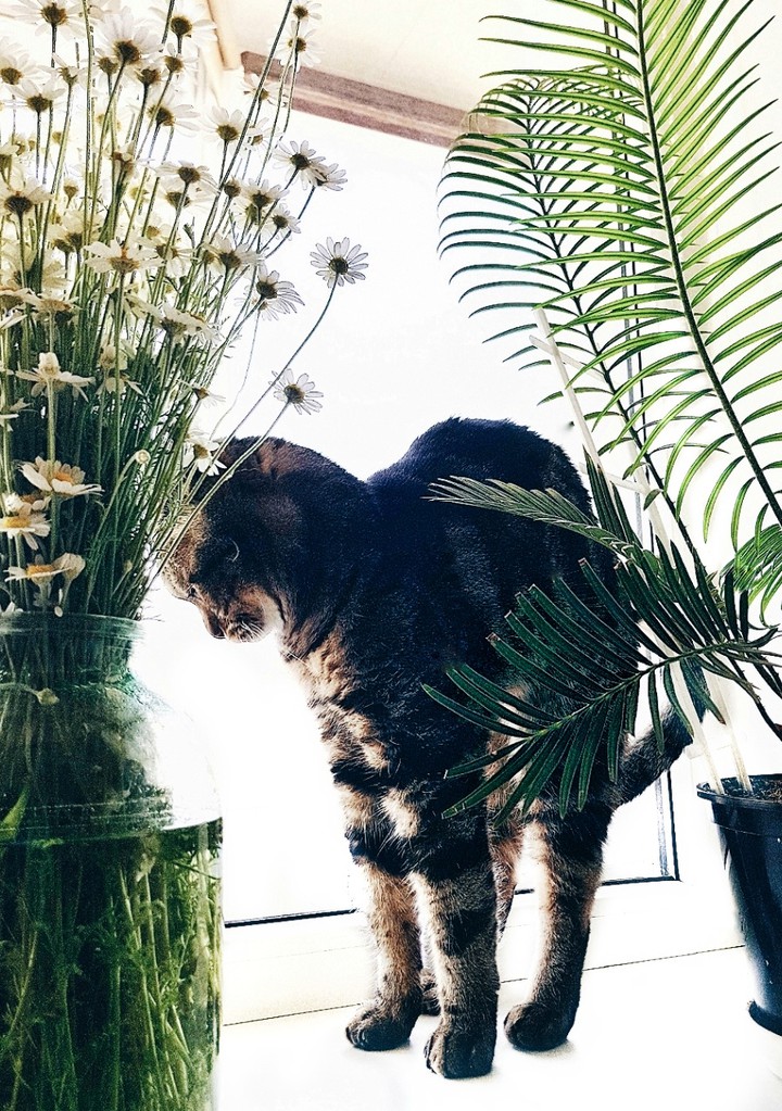 morning cat