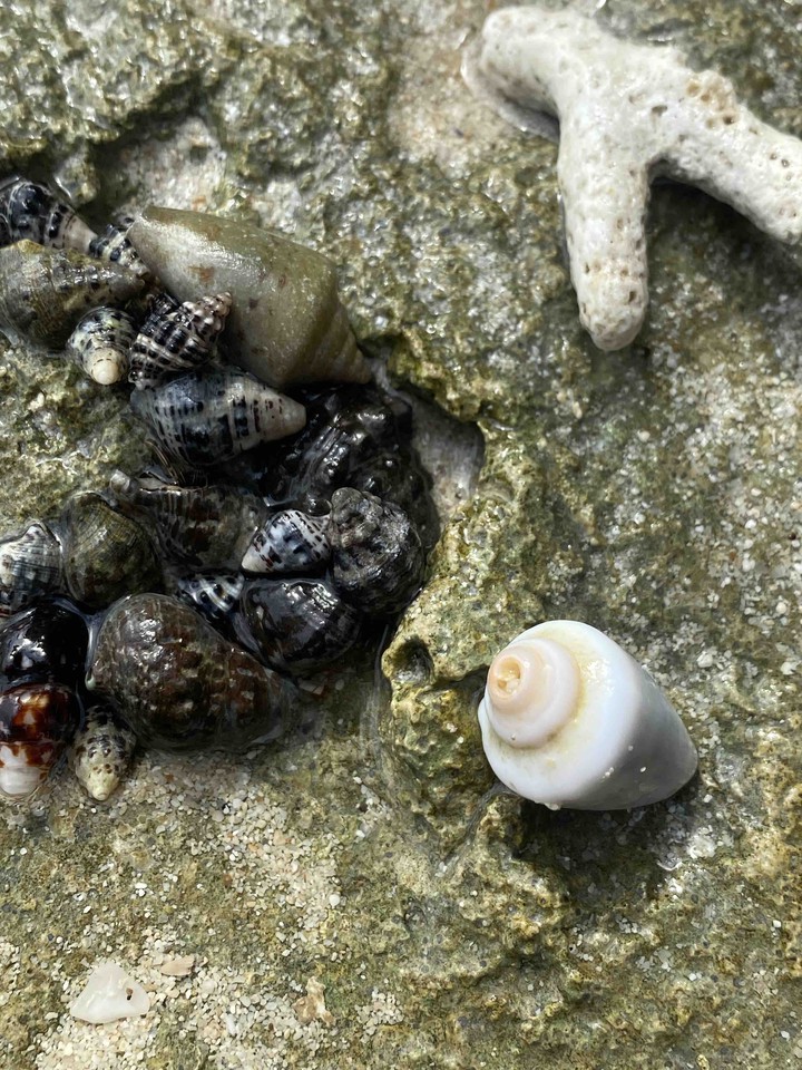 shell
