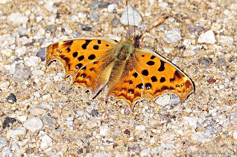 шпалери polygonia, butterfly